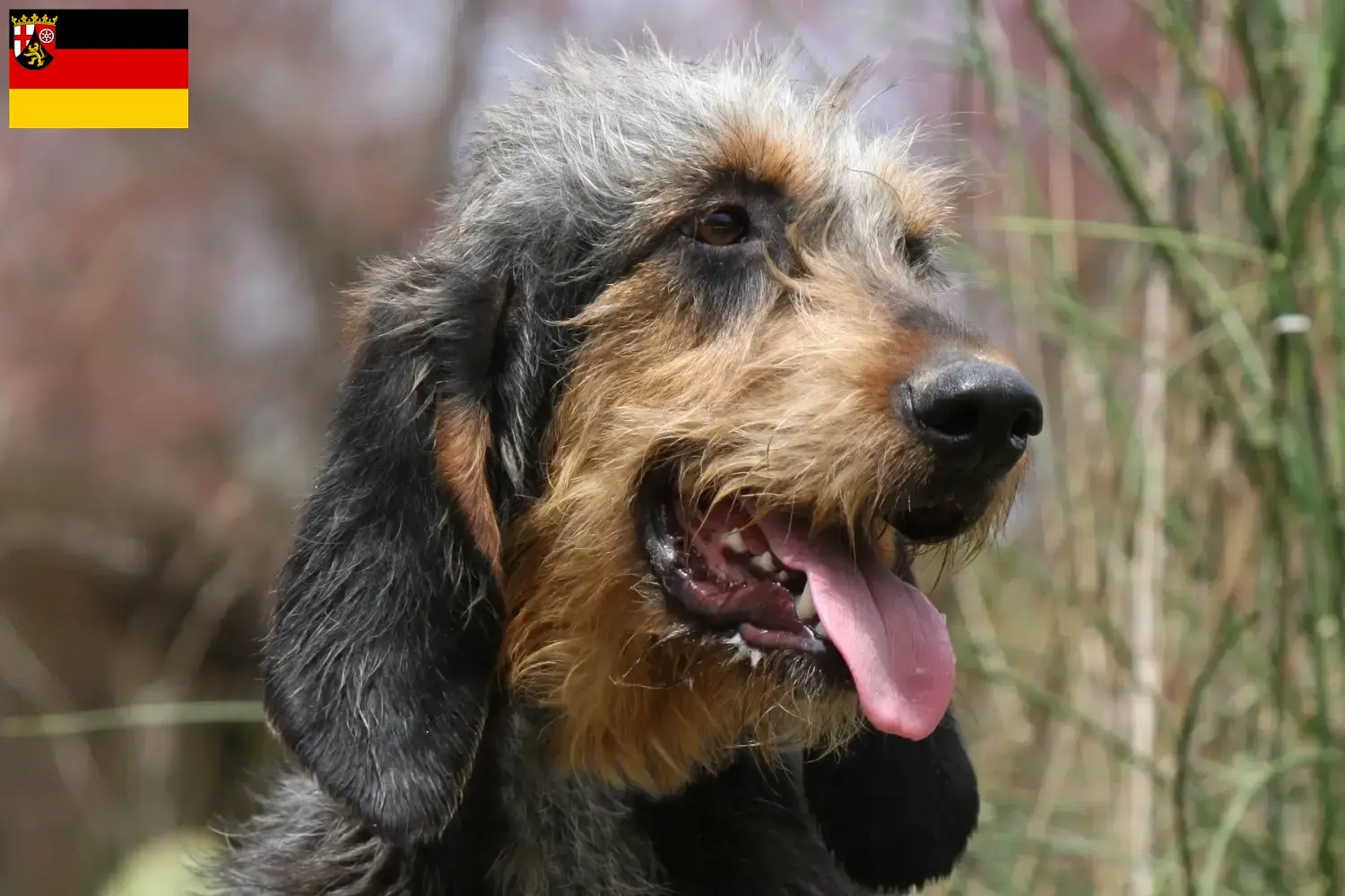 Read more about the article Hodowcy i szczenięta Griffon nivernais w Nadrenia-Palatynat