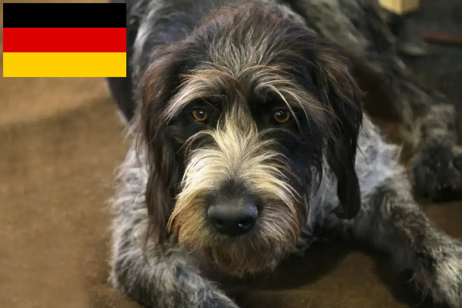 Read more about the article Hodowcy i szczenięta Griffon nivernais w Niemcy