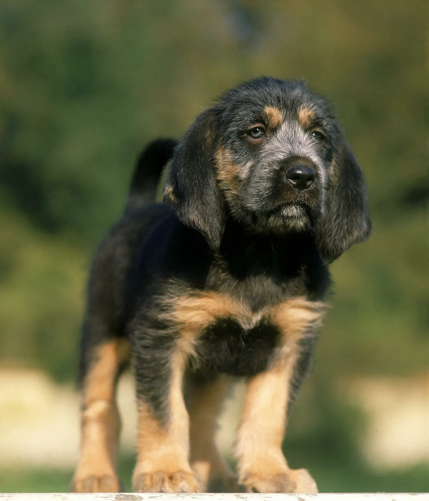 Zakup szczeniaka rasy Griffon Nivernais oznacza wzięcie na siebie odpowiedzialności! Kup szczenięta Griffon Nivernais.