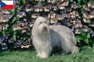 Read more about the article Hodowcy i szczenięta Bearded collie w Czechy