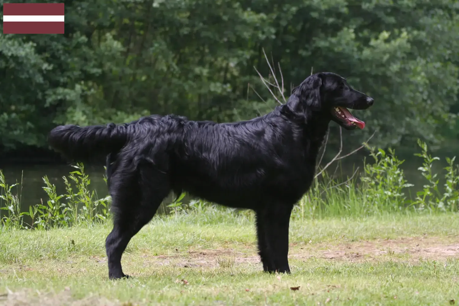 Szczeniaki i hodowcy Flat Coated Retriever Łotwa Znajdź hodowców rasy Flat coated retriever w Łotwa.
