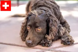 Read more about the article Amerykański spaniel wodny – hodowcy i szczenięta w Szwajcaria