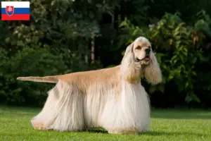 Read more about the article Hodowcy i szczenięta cocker spaniel amerykański w Słowacja