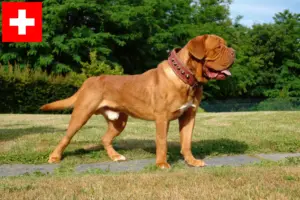 Read more about the article Hodowcy i szczenięta Dogue de Bordeaux w Szwajcaria