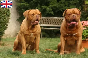 Read more about the article Hodowcy i szczenięta Dogue de Bordeaux w Wielka Brytania