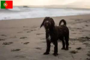 Read more about the article Hodowcy i szczenięta irlandzki spaniel wodny w Portugalia