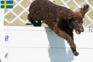 Read more about the article Hodowcy i szczenięta irlandzki spaniel wodny w Szwecja