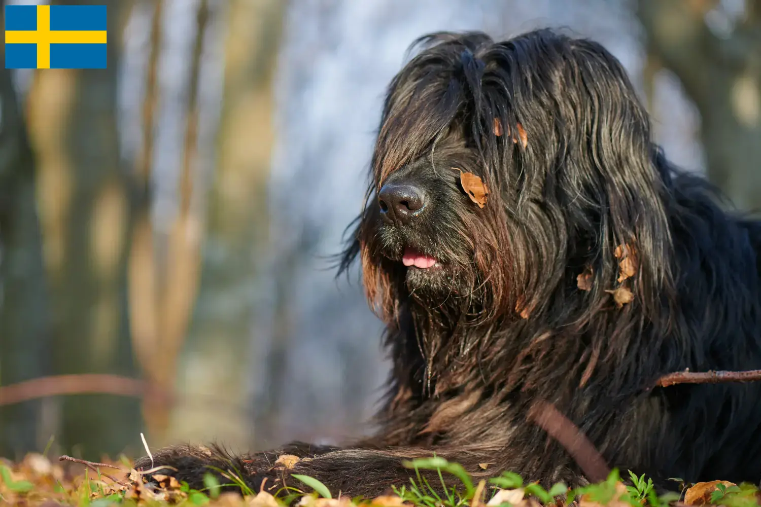 Read more about the article Hodowca owczarków Bergamasco i szczenięta w Szwecji
