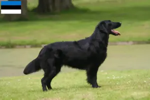 Read more about the article Hodowcy i szczenięta Flat Coated Retriever w Estonia