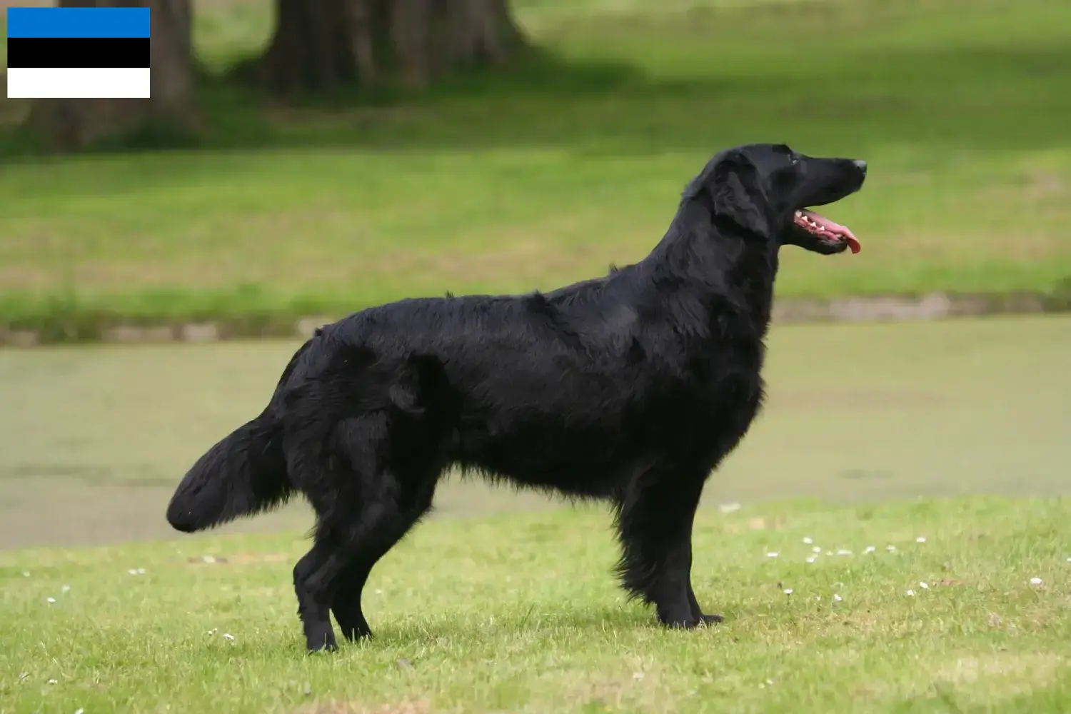 Read more about the article Hodowcy i szczenięta Flat Coated Retriever w Estonia