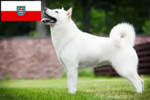 Read more about the article Hodowcy i szczenięta Hokkaido w Turyngia