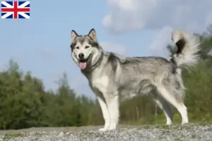 Read more about the article Hodowcy i szczenięta Husky w Wielka Brytania