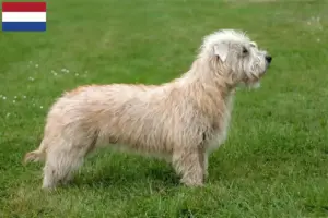 Read more about the article Hodowcy i szczenięta Irish Glen of Imaal Terrier w Holandia