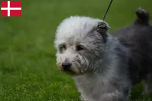 Read more about the article Hodowcy i szczenięta Irish Glen of Imaal Terrier w Dania