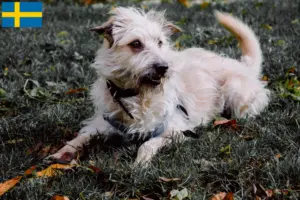 Read more about the article Hodowcy i szczenięta Irish Glen of Imaal Terrier w Szwecja