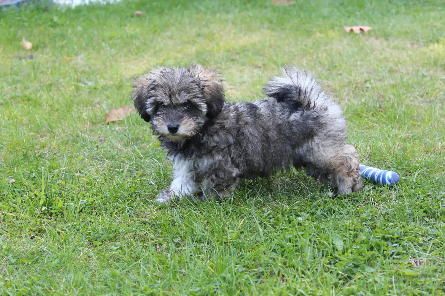 Kupno szczeniaka Irish Glen of Imaal Terrier oznacza wzięcie na siebie odpowiedzialności! Kup irlandzkie szczenięta Glen of Imaal Terrier.