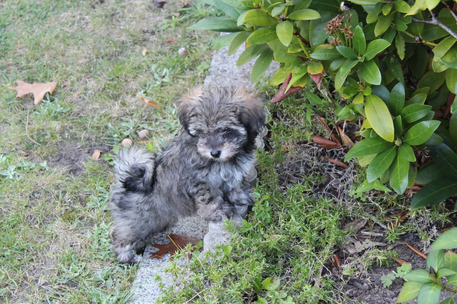 Kupno szczeniaka Irish Glen of Imaal Terrier oznacza wzięcie na siebie odpowiedzialności! Kup irlandzkie szczenięta Glen of Imaal Terrier.