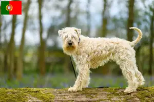 Read more about the article Hodowcy i szczenięta Irish soft coated wheaten terrier w Portugalia