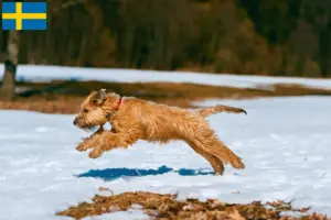 Read more about the article Hodowcy i szczenięta Irish soft coated wheaten terrier w Szwecja