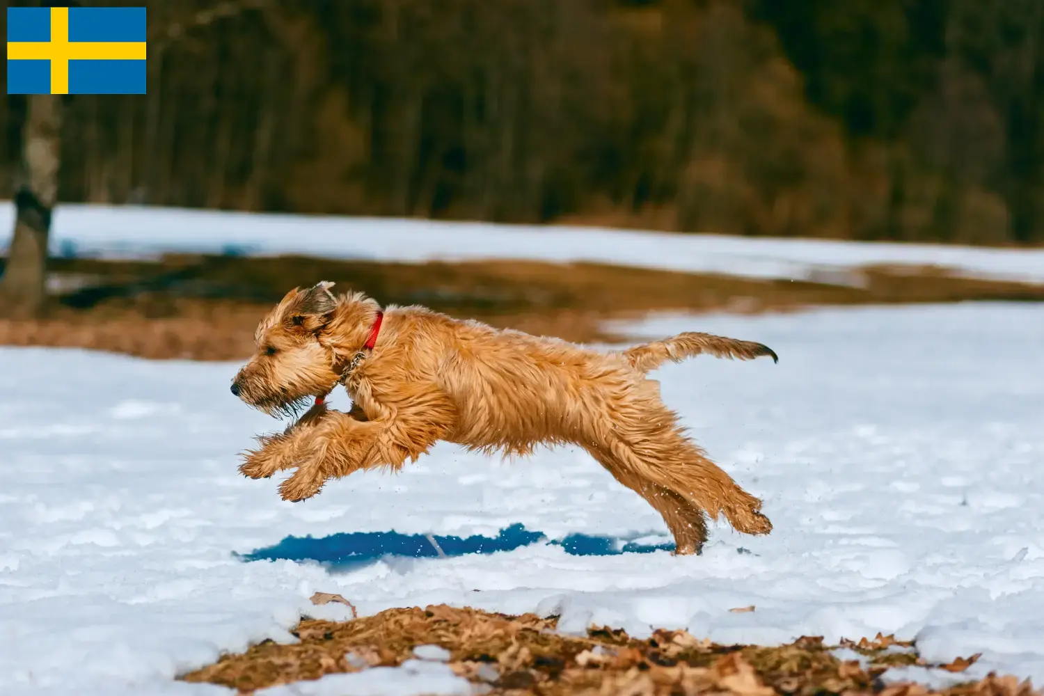 Read more about the article Hodowcy i szczenięta Irish soft coated wheaten terrier w Szwecja