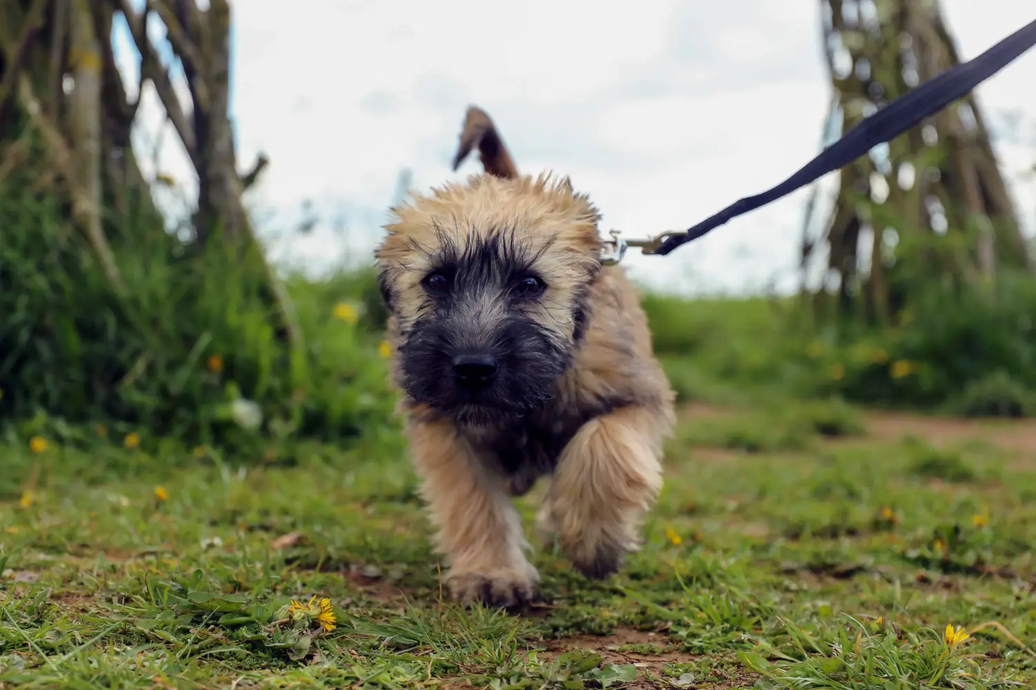 Zakup szczeniaka rasy Irish Soft Coated Wheaten Terrier oznacza wzięcie na siebie odpowiedzialności! Kup szczenięta irlandzkiego teriera pszenicznego o miękkim umaszczeniu.