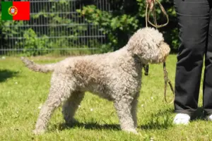 Read more about the article Lagotto romagnolo hodowcy i szczenięta w Portugalia