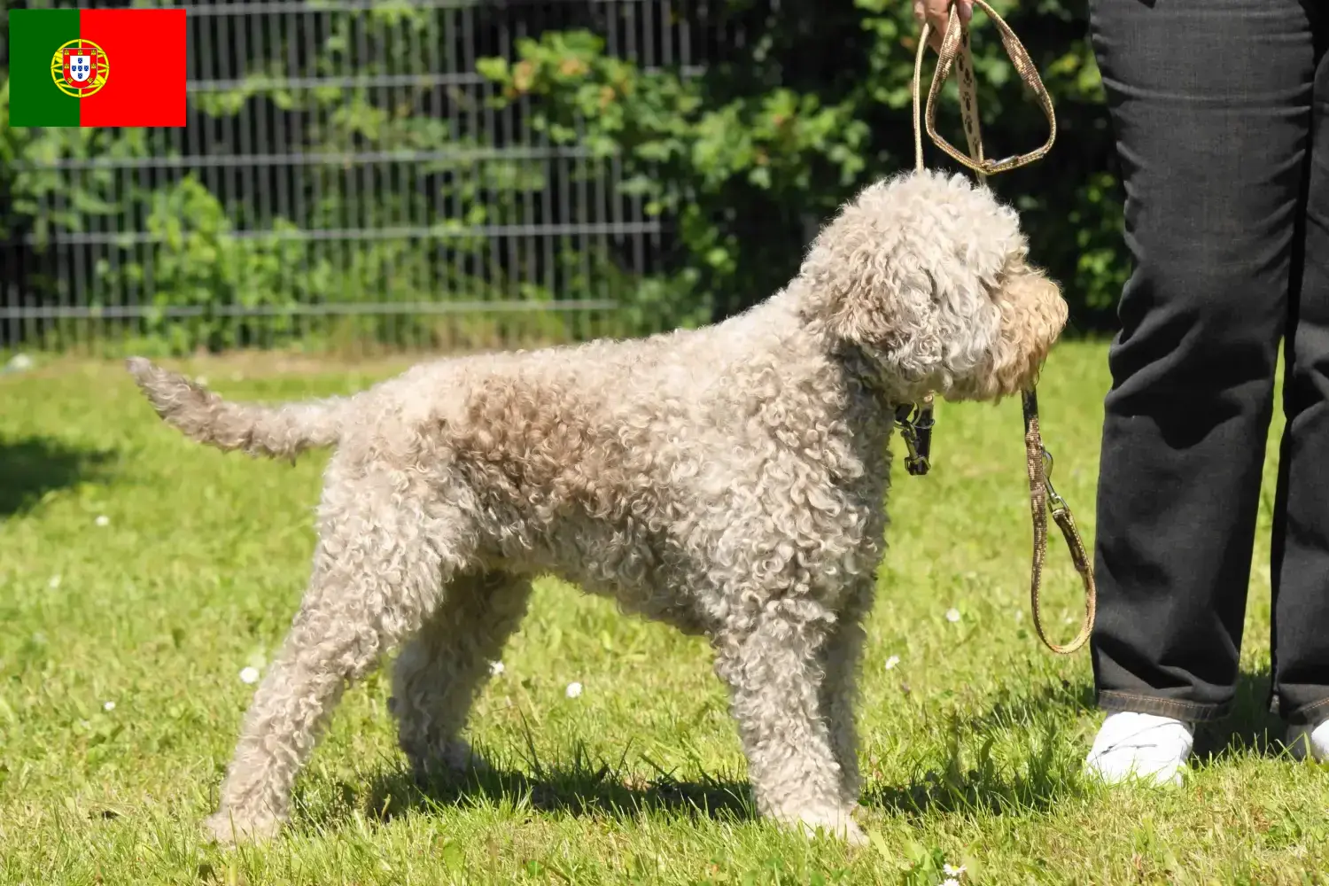 Lagotto Romagnolo szczenięta i hodowcy Portugalia Tutaj znajdziesz hodowców rasy Lagotto romagnolo w Portugalia.