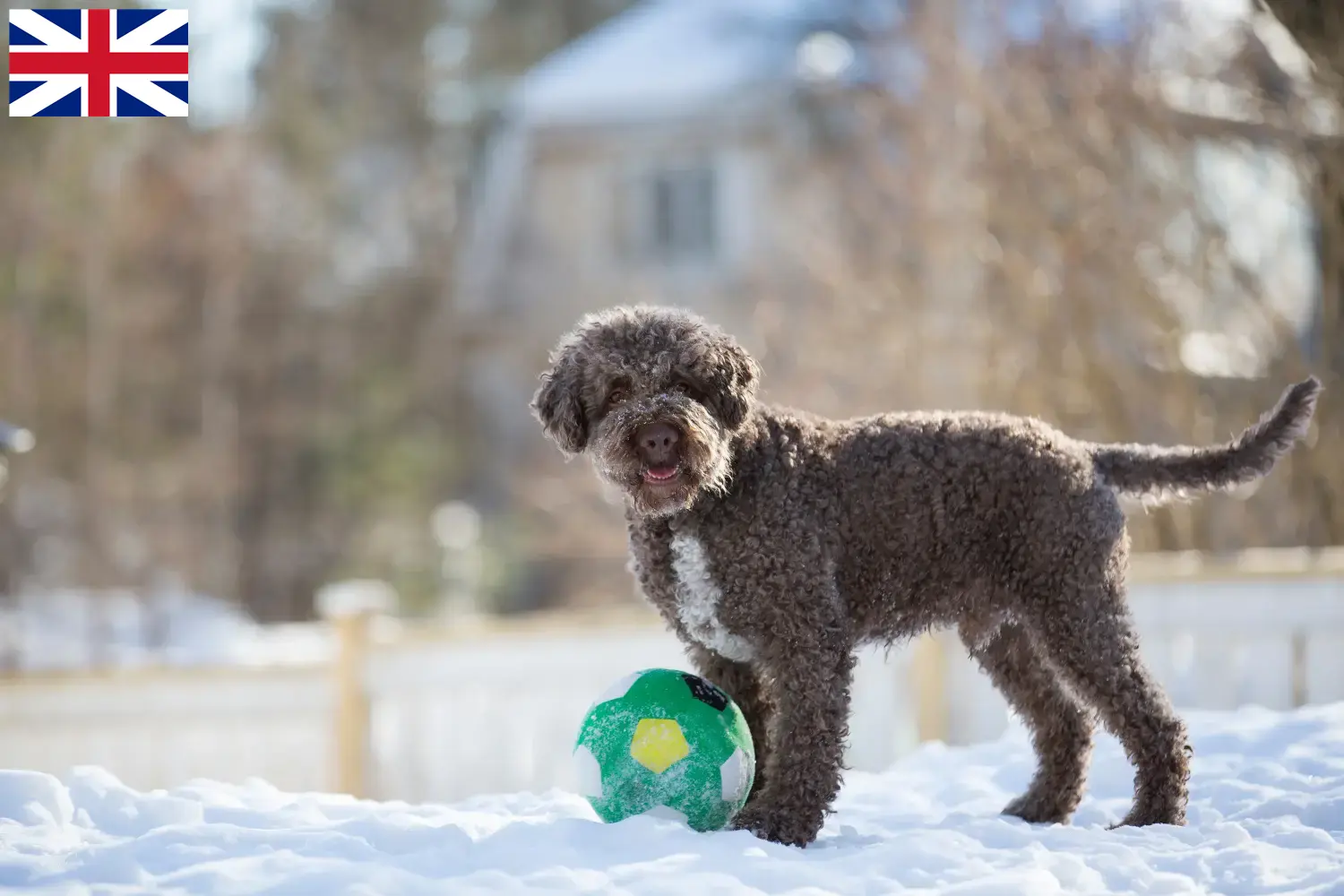 Lagotto romagnolo szczenięta i hodowcy Wielka Brytania Tutaj znajdziesz hodowców rasy Lagotto romagnolo w Wielka Brytania.