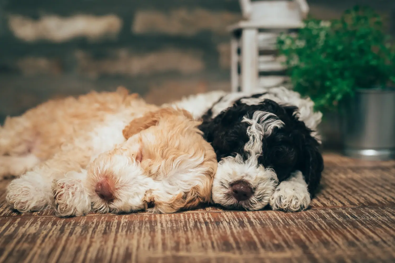 Kupno szczeniaka Lagotto Romagnolo oznacza wzięcie na siebie odpowiedzialności! Kup szczenięta Lagotto Romagnolo.
