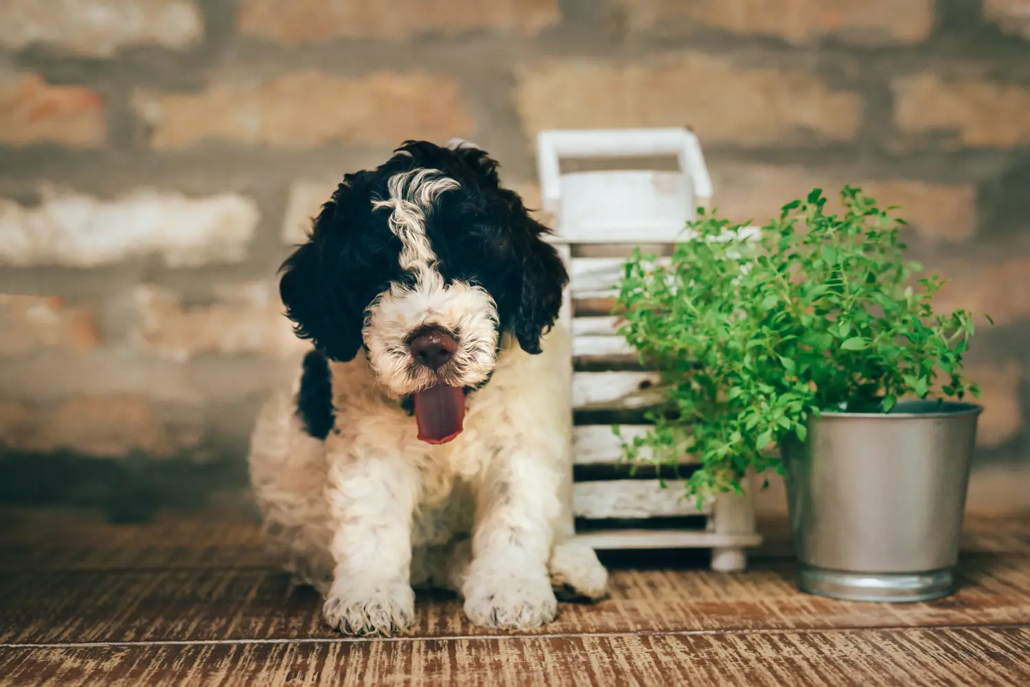 Kupno szczeniaka Lagotto Romagnolo oznacza wzięcie na siebie odpowiedzialności! Kup szczenięta Lagotto Romagnolo.