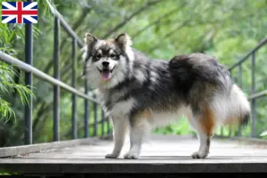 Read more about the article Hodowcy i szczenięta Lapphund fiński w Wielka Brytania