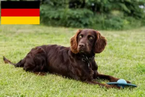 Read more about the article Hodowcy dogów niemieckich i szczenięta w Niemczech