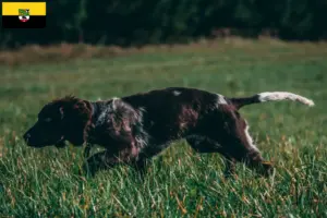 Read more about the article Hodowcy dogów niemieckich i szczenięta w Saksonia-Anhalt