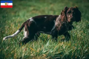 Read more about the article Hodowcy dogów niemieckich i szczenięta w Szlezwik-Holsztyn