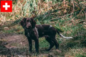 Read more about the article Hodowcy dogów niemieckich i szczenięta w Szwajcaria