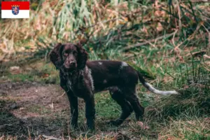Read more about the article Hodowcy dogów niemieckich i szczenięta w Hesja