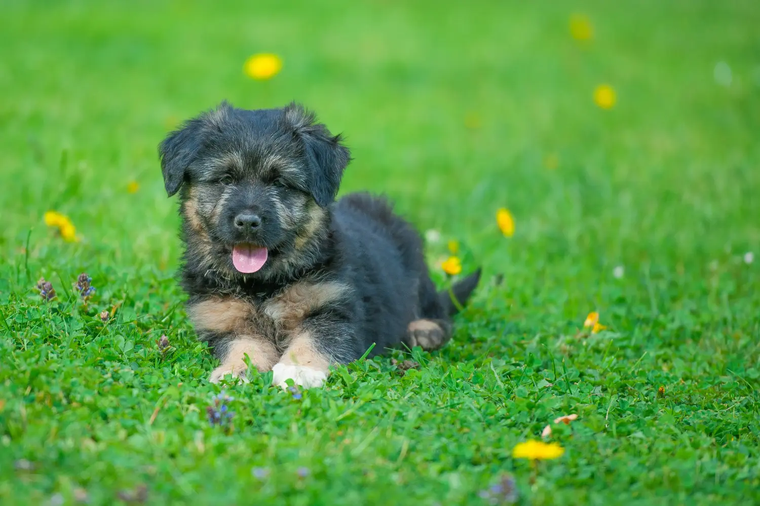 Kupno szczeniaka owczarka Bergamasco oznacza wzięcie na siebie odpowiedzialności! Kup szczenięta owczarka Bergamasco.
