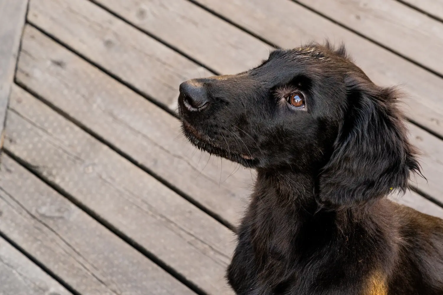 Zakup szczeniaka rasy Flat Coated Retriever oznacza wzięcie na siebie odpowiedzialności! Kup szczenięta rasy Flat Coated Retriever.