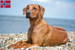Read more about the article Rhodesian Ridgeback hodowcy i szczenięta w Norwegia