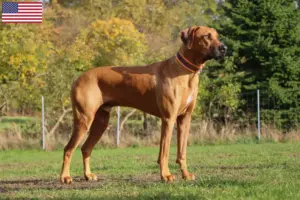 Read more about the article Rhodesian Ridgeback hodowcy i szczenięta w USA