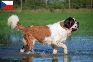 Read more about the article Hodowcy i szczenięta Saint Bernard w Republika Czeska
