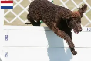 Read more about the article Hodowcy i szczenięta irlandzki spaniel wodny w Holandia