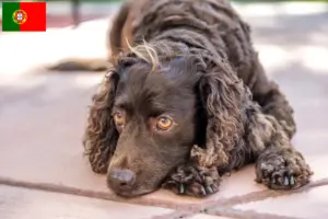 Read more about the article Amerykański spaniel wodny – hodowcy i szczenięta w Portugalia