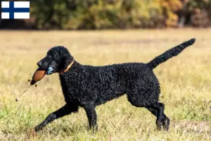Read more about the article Hodowcy i szczenięta Curly Coated Retriever w Finlandia