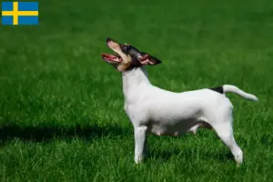 Read more about the article Hodowcy i szczenięta American Toy Terrier w Szwecja