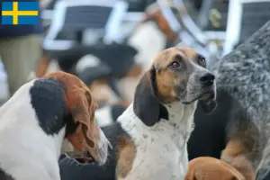 Read more about the article Hodowcy i szczenięta foxhound angielski w Szwecja