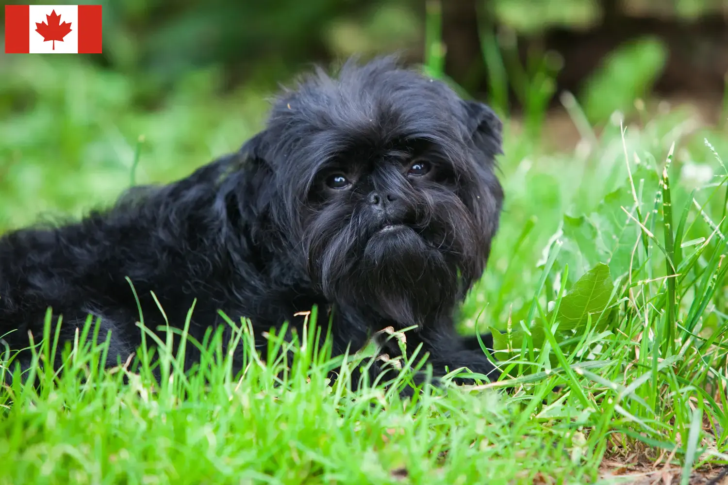 Affenpinscher szczenięta i hodowcy Kanada Tutaj możesz znaleźć hodowców Affenpinscher w Kanada.