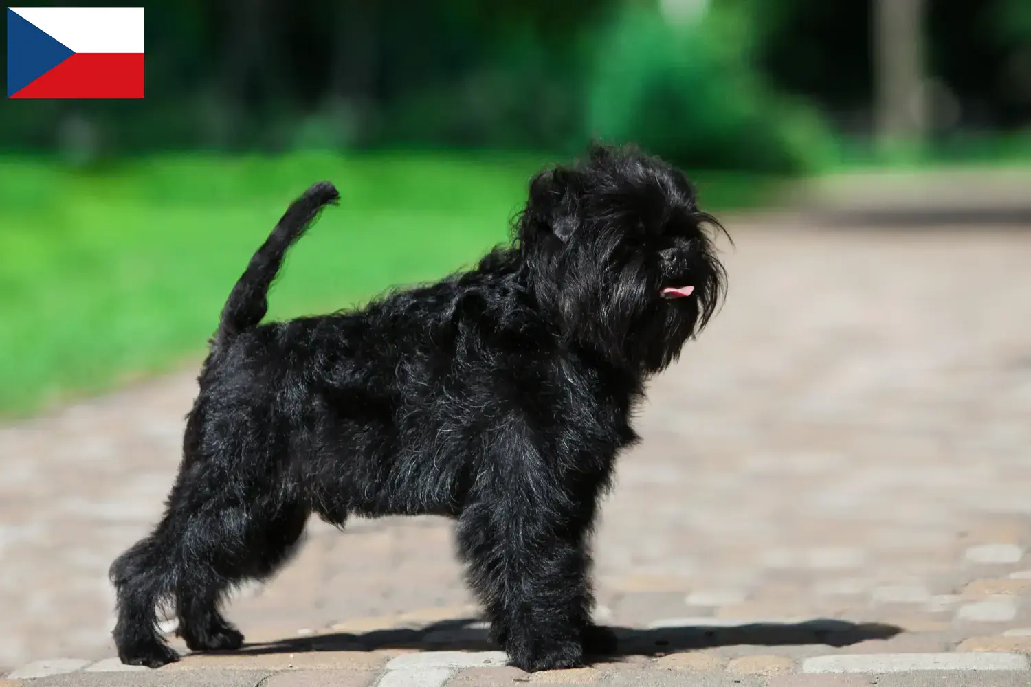 Affenpinscher szczenięta i hodowcy Republika Czeska Tutaj znajdziesz hodowców rasy Affenpinscher w Czechy.