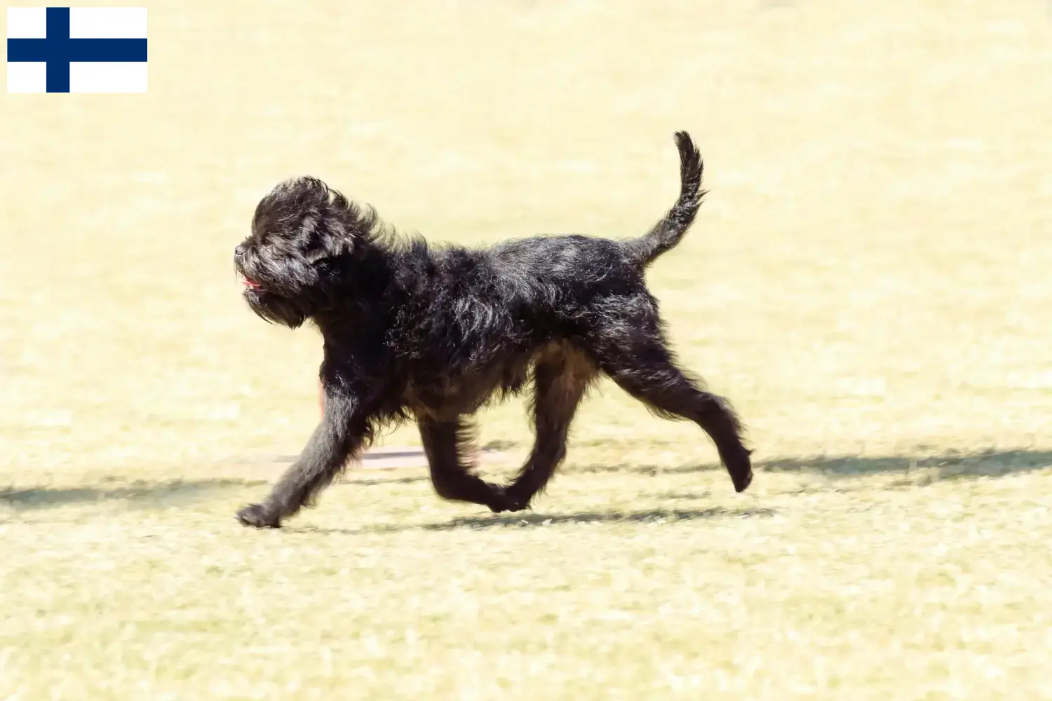 Affenpinscher szczenięta i hodowcy Finlandia Tutaj możesz znaleźć hodowców Affenpinscher w Finlandia.