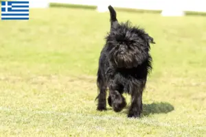 Read more about the article Hodowcy i szczenięta affenpinscher w Grecja